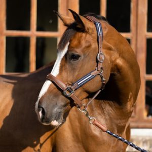 Stressless halter & Lead Rope